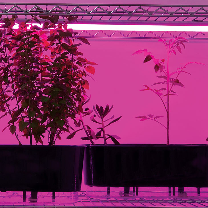 Batten Light Grow  (Lâmpadas) - Iluctron LED Technology